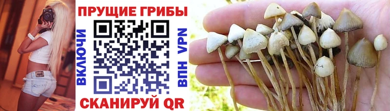 Псилоцибиновые грибы Cubensis  Купить закладки  Сосновый Бор 